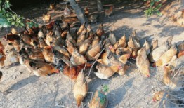 网红吃瓜吃鸡是谁家的,揭秘神秘家族的美食传奇